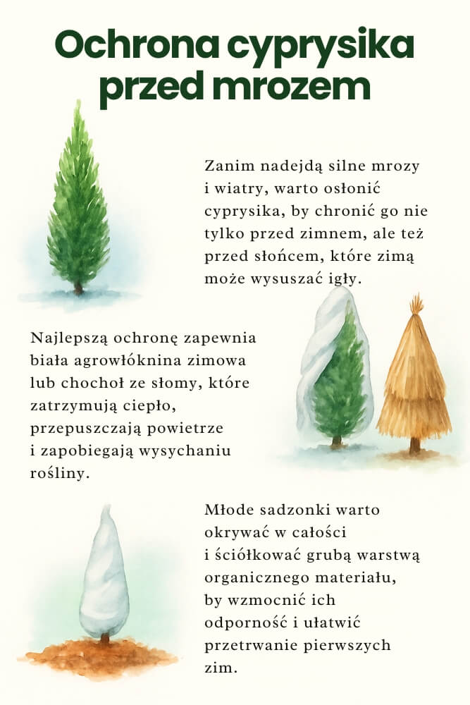 ochrona cyprysika przed mrozem
