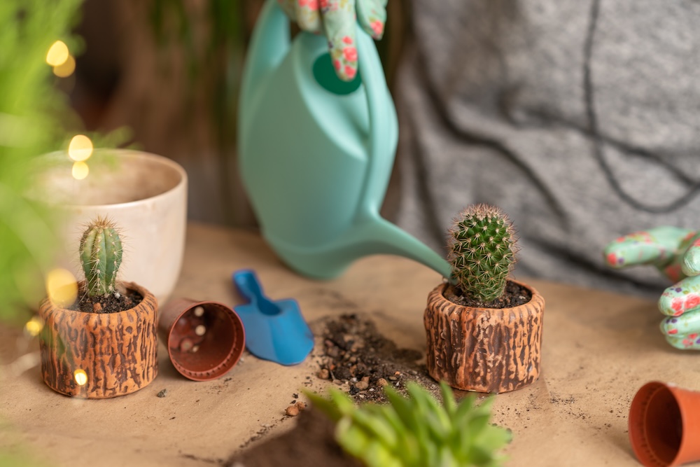 jak rozmnożyć kaktusa i podlewać 