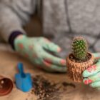 Jak rozmnożyć kaktusa? Sprawdzone metody krok po kroku 