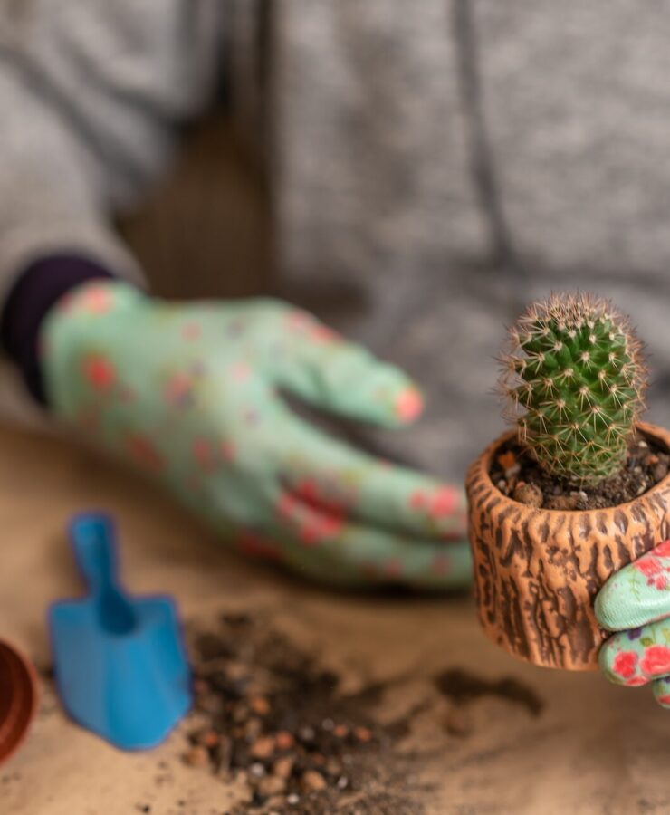 Jak rozmnożyć kaktusa? Sprawdzone metody krok po kroku 