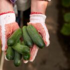 Kiedy siać ogórki na zbiór jesienny? Dokładna data i wskazówki