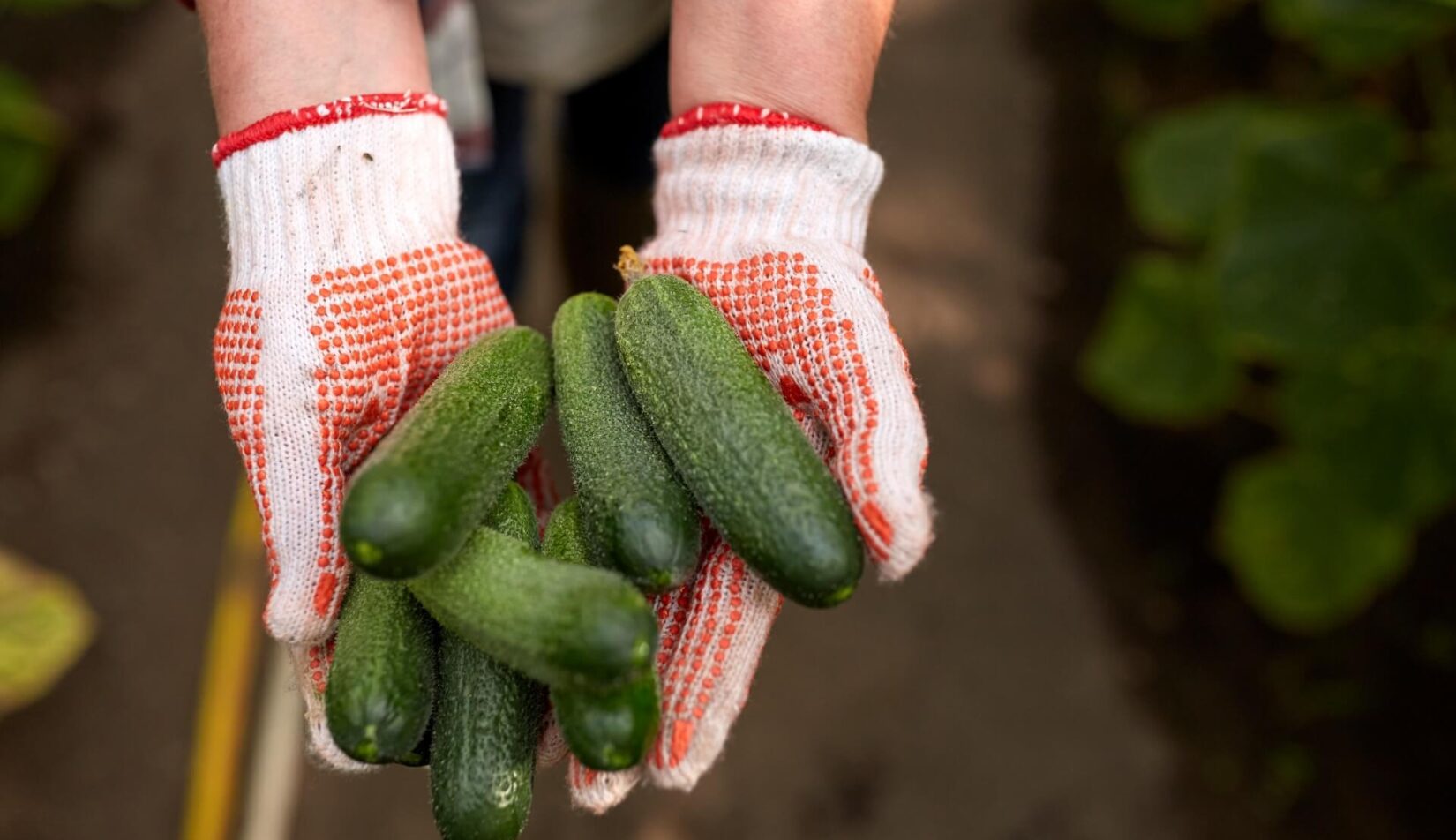 Kiedy siać ogórki na zbiór jesienny? Dokładna data i wskazówki