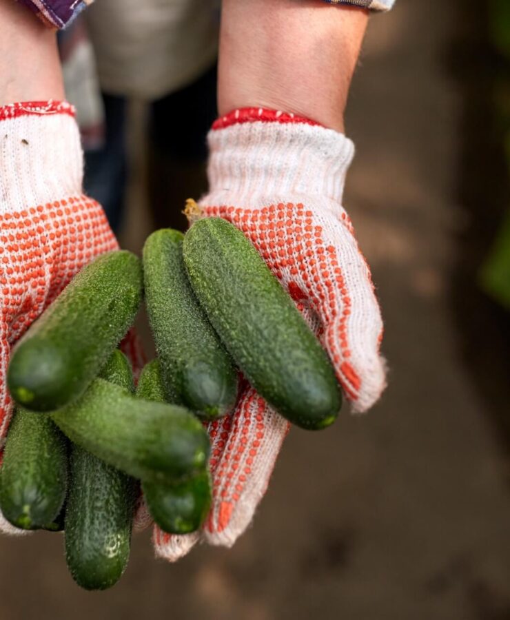 Kiedy siać ogórki na zbiór jesienny? Dokładna data i wskazówki