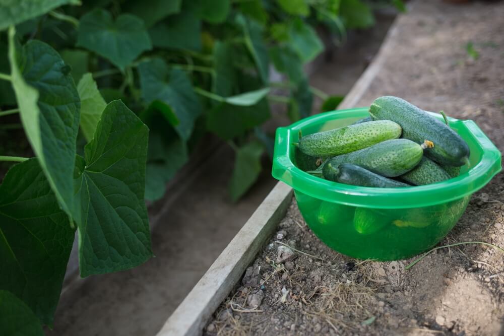 kiedy siać ogórki na zbiór jesienny i kiedy zbierać