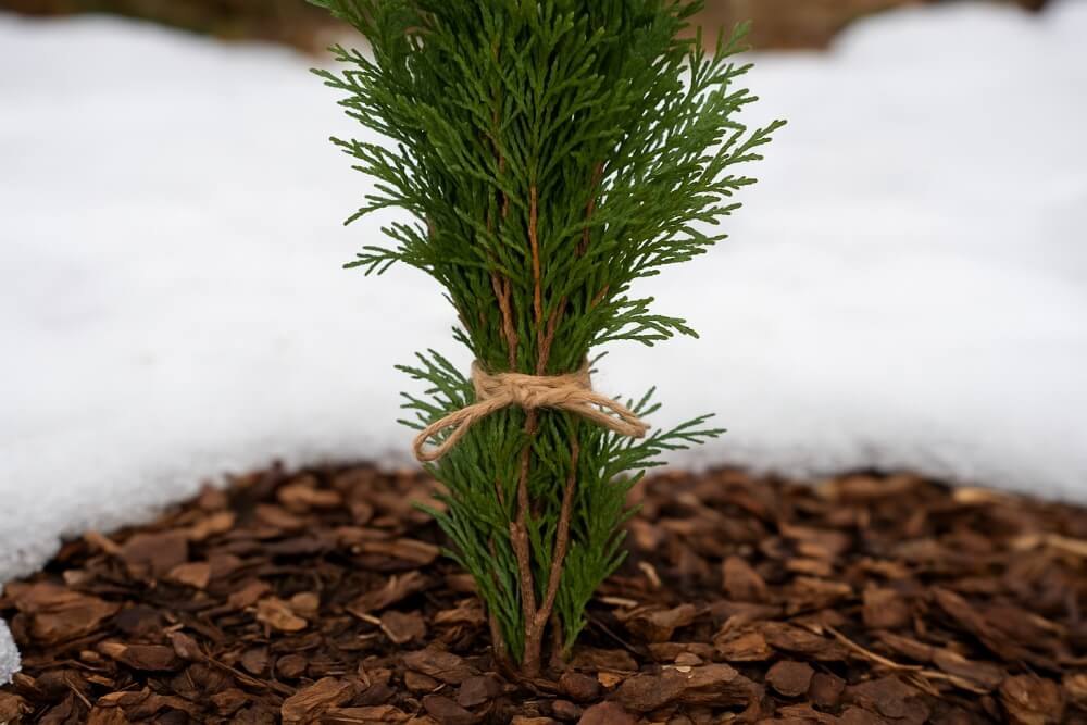 czy cyprysik przezimuje w gruncie dzięki związaniu pędów