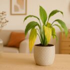 Przelany skrzydłokwiat – co teraz? Instrukcja działania ratunkowego