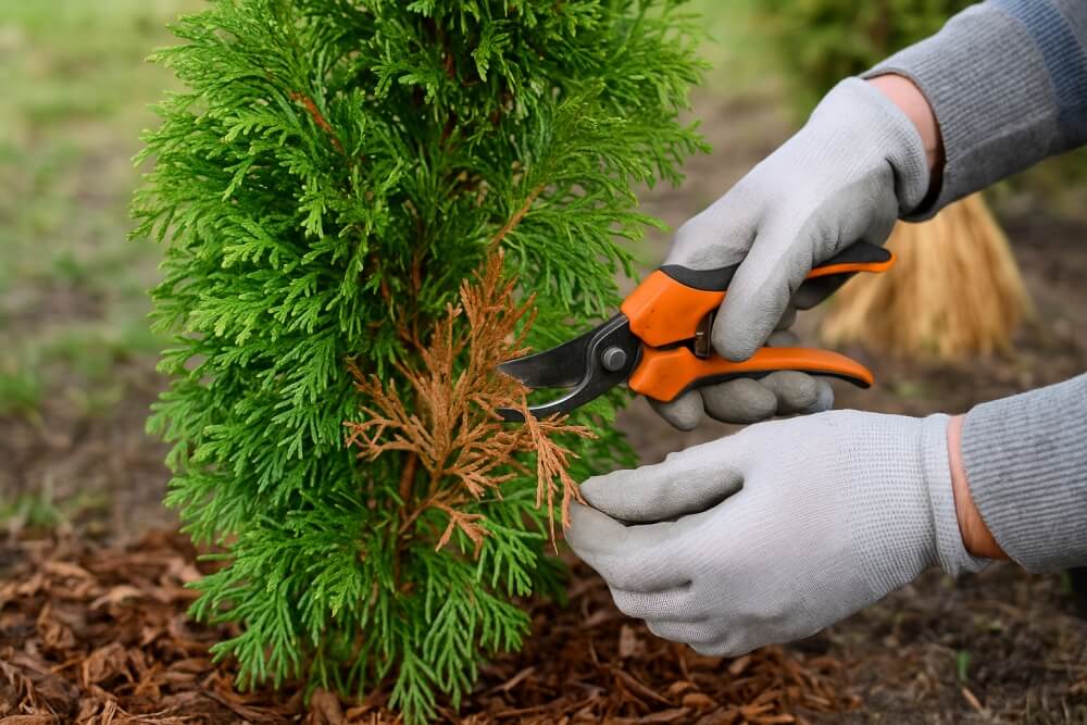 przycinanie zniszczonych części cyprysika