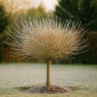 Wierzba Hakuro zimą – jak ją przygotować? Poradnik