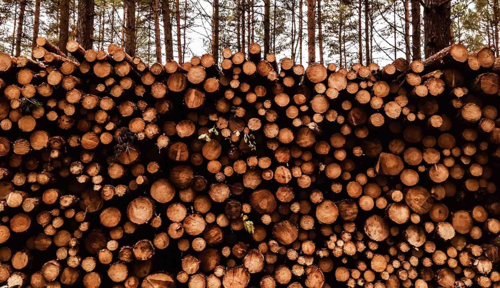 1 kubik drewna – ile to m2? Wyjaśnienie i kalkulator online