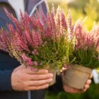 Czy wrzosy są wieloletnie? Odpowiedź!