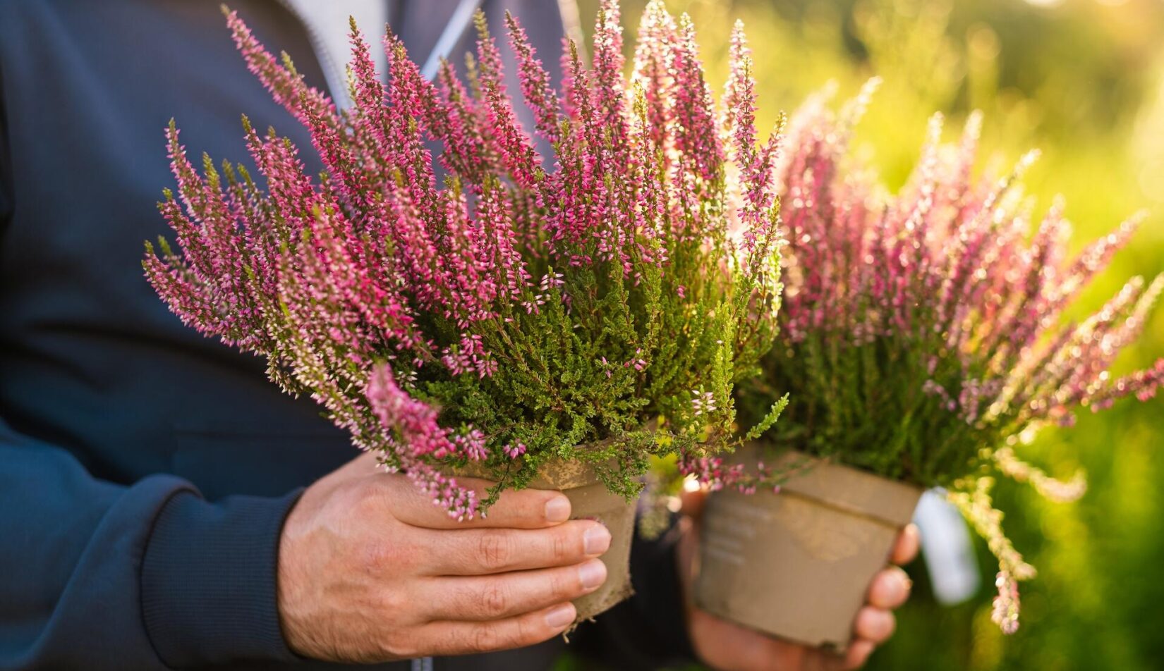 Czy wrzosy są wieloletnie? Odpowiedź!