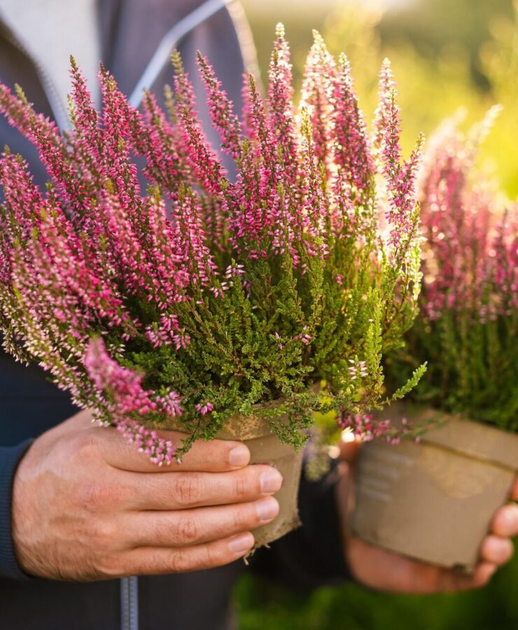 Czy wrzosy są wieloletnie? Odpowiedź!