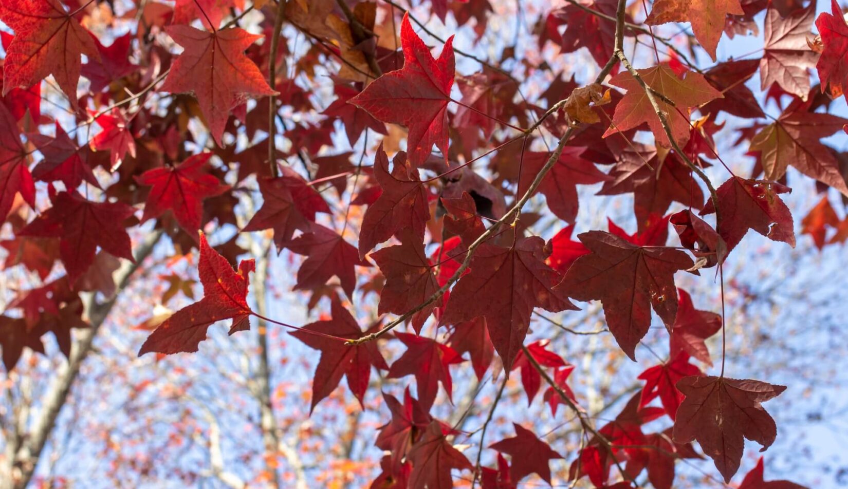 Drzewka z czerwonymi liśćmi – lista gatunków