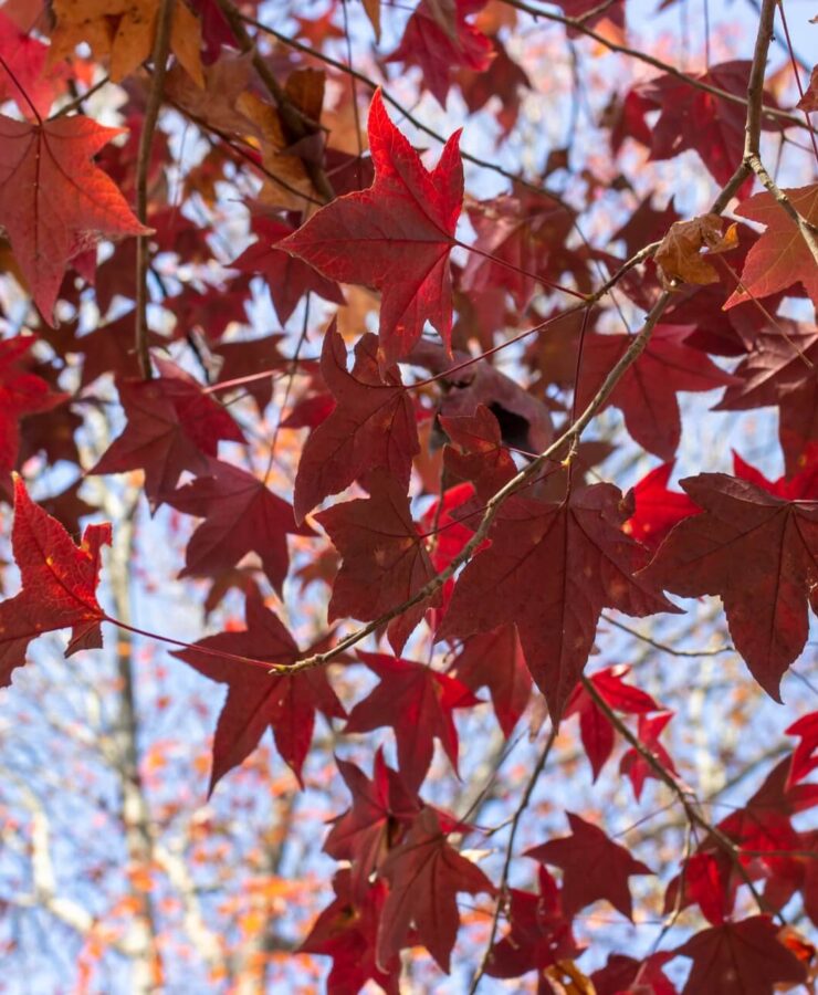 Drzewka z czerwonymi liśćmi – lista gatunków