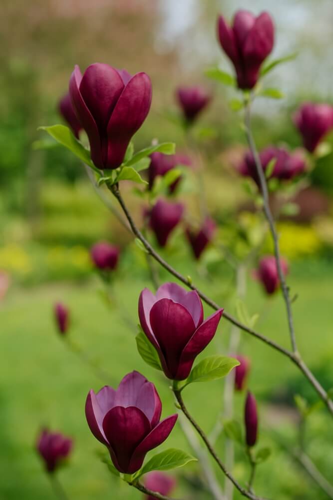 drzewka z czerwonymi liśćmi na przykładzie magnolii