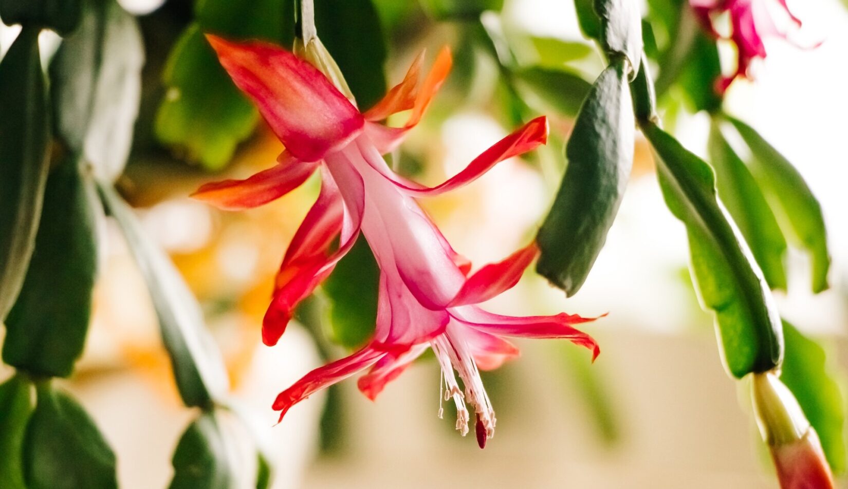 Grudnik – wiotkie liście. Co robić? Radzimy!