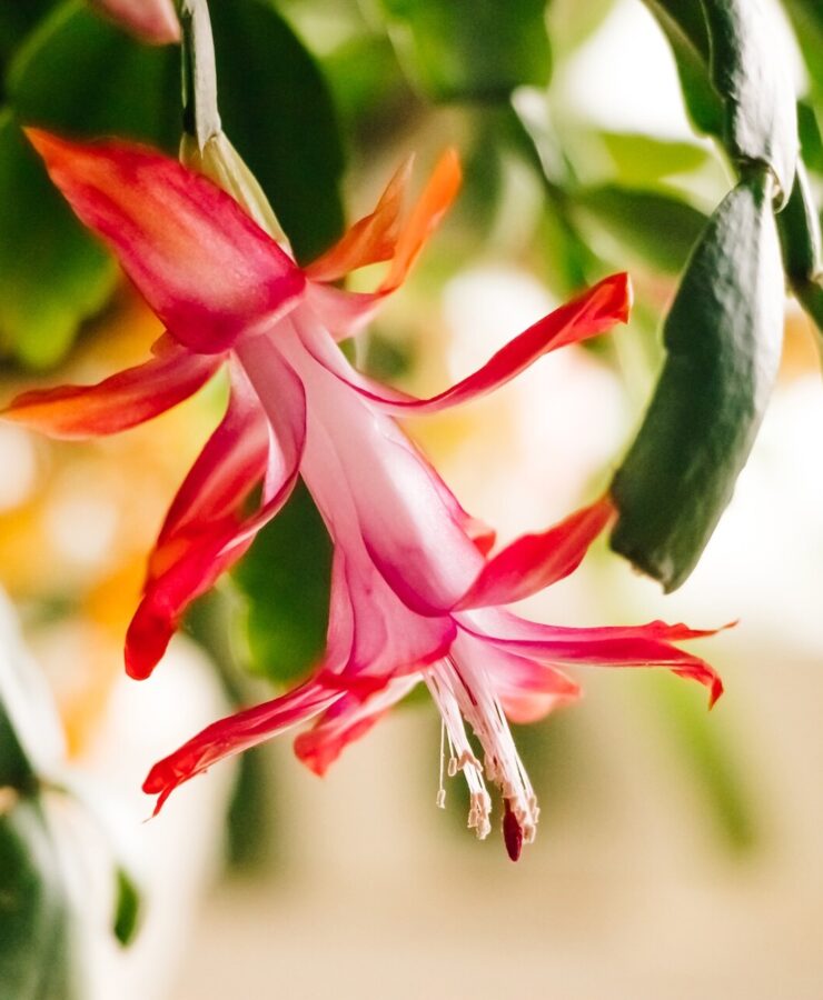 Grudnik – wiotkie liście. Co robić? Radzimy!