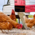 Projekt kurnika na 10 kur – wykonanie, przepisy, cena. Przewodnik