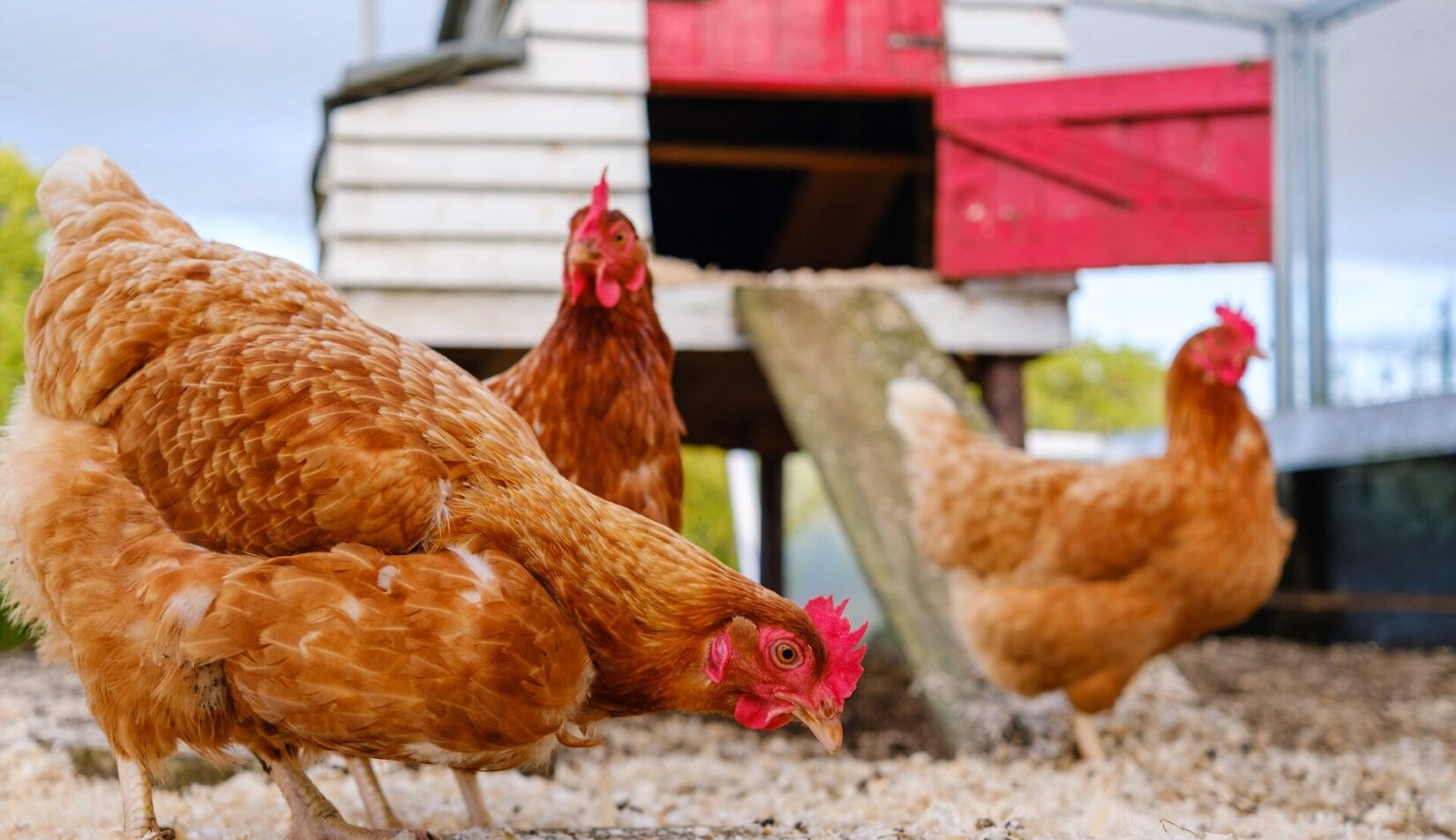 Projekt kurnika na 10 kur – wykonanie, przepisy, cena. Przewodnik