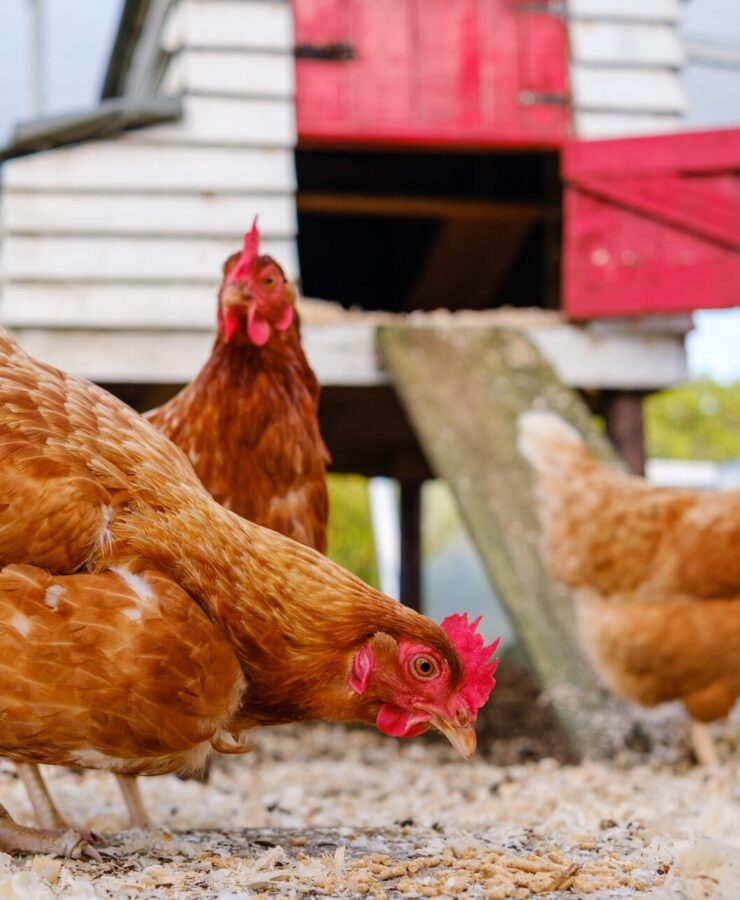 Projekt kurnika na 10 kur – wykonanie, przepisy, cena. Przewodnik