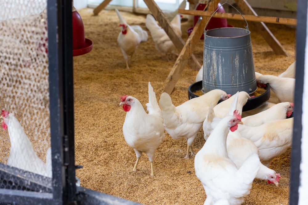 projekt kurnika na 10 kur niosek 