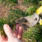 Radykalne cięcie sosny – kiedy? Najlepszy termin i instrukcja podcinania