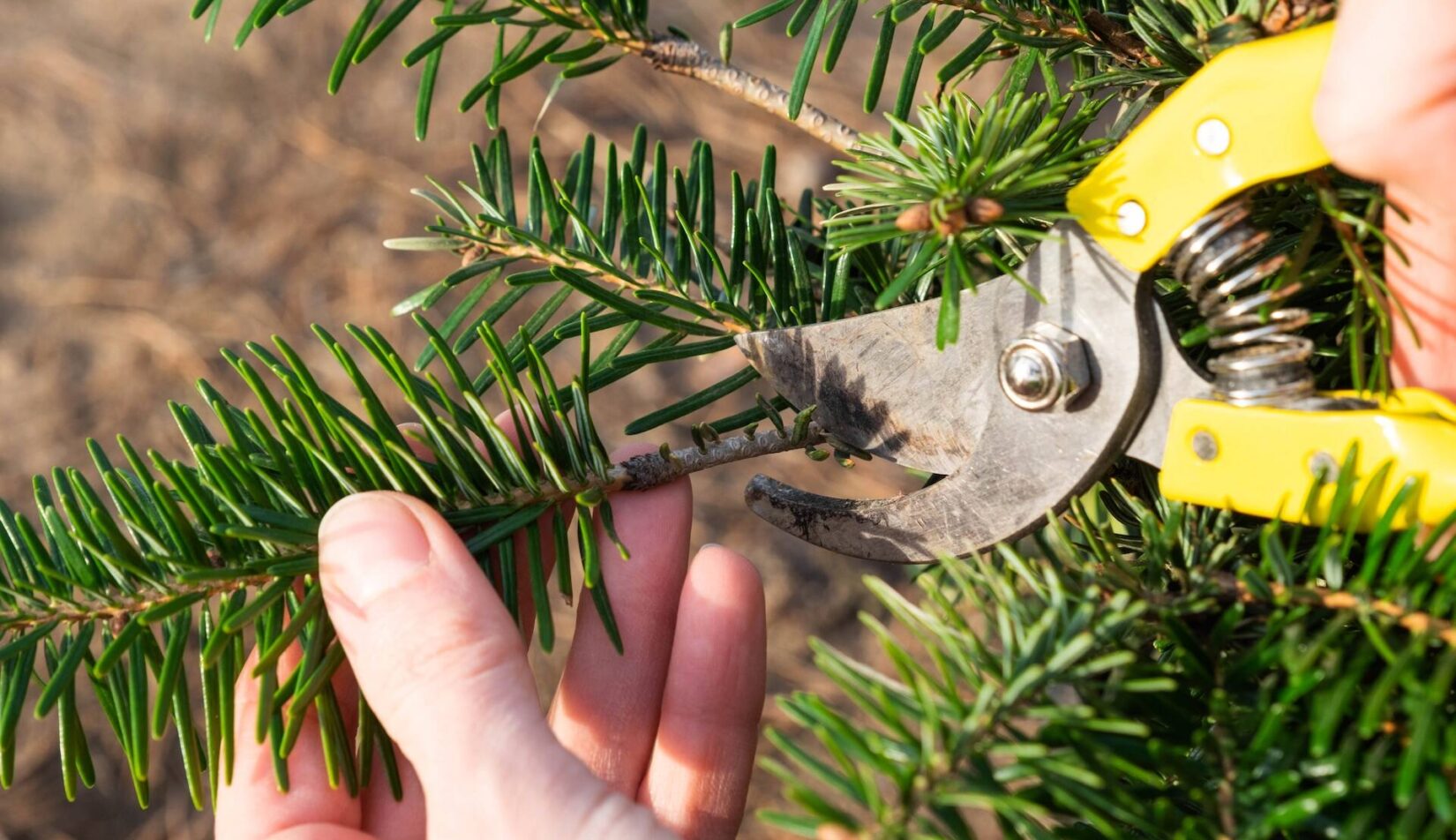Radykalne cięcie sosny – kiedy? Najlepszy termin i instrukcja podcinania