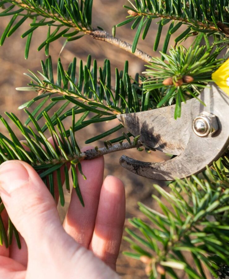 Radykalne cięcie sosny – kiedy? Najlepszy termin i instrukcja podcinania