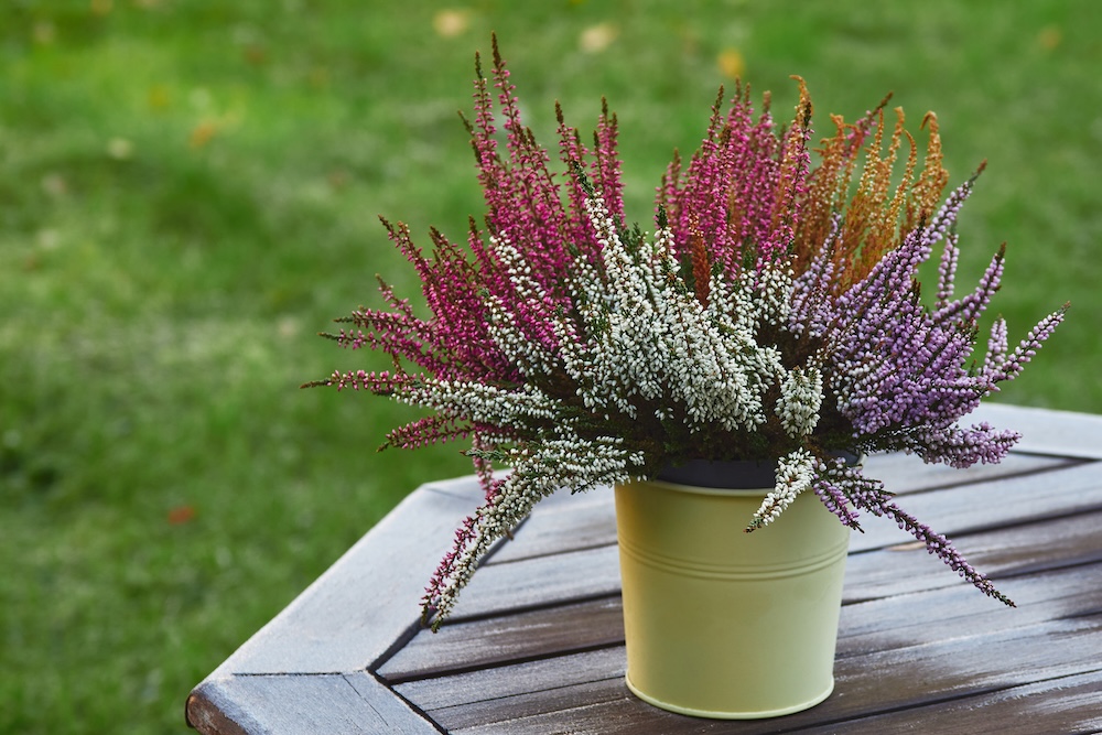 wrzos doniczkowy na stole w ogrodzie 