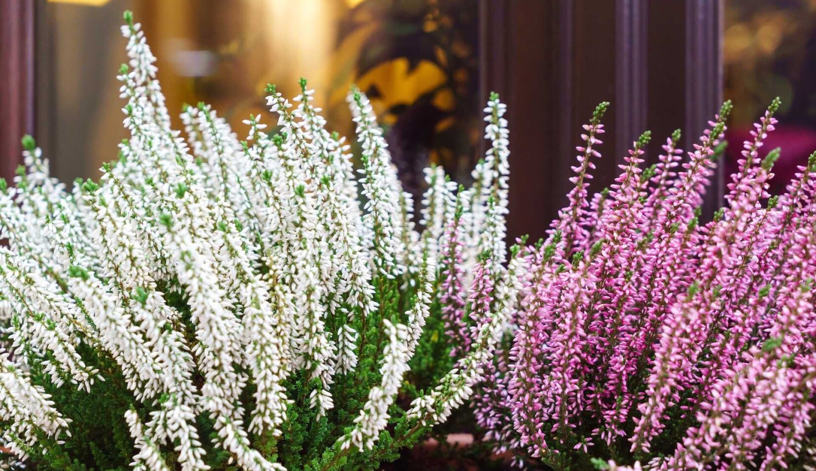 Wrzosy na balkonie – wybór, sadzenie, pielęgnacja, zimowanie, kompozycje. Przewodnik