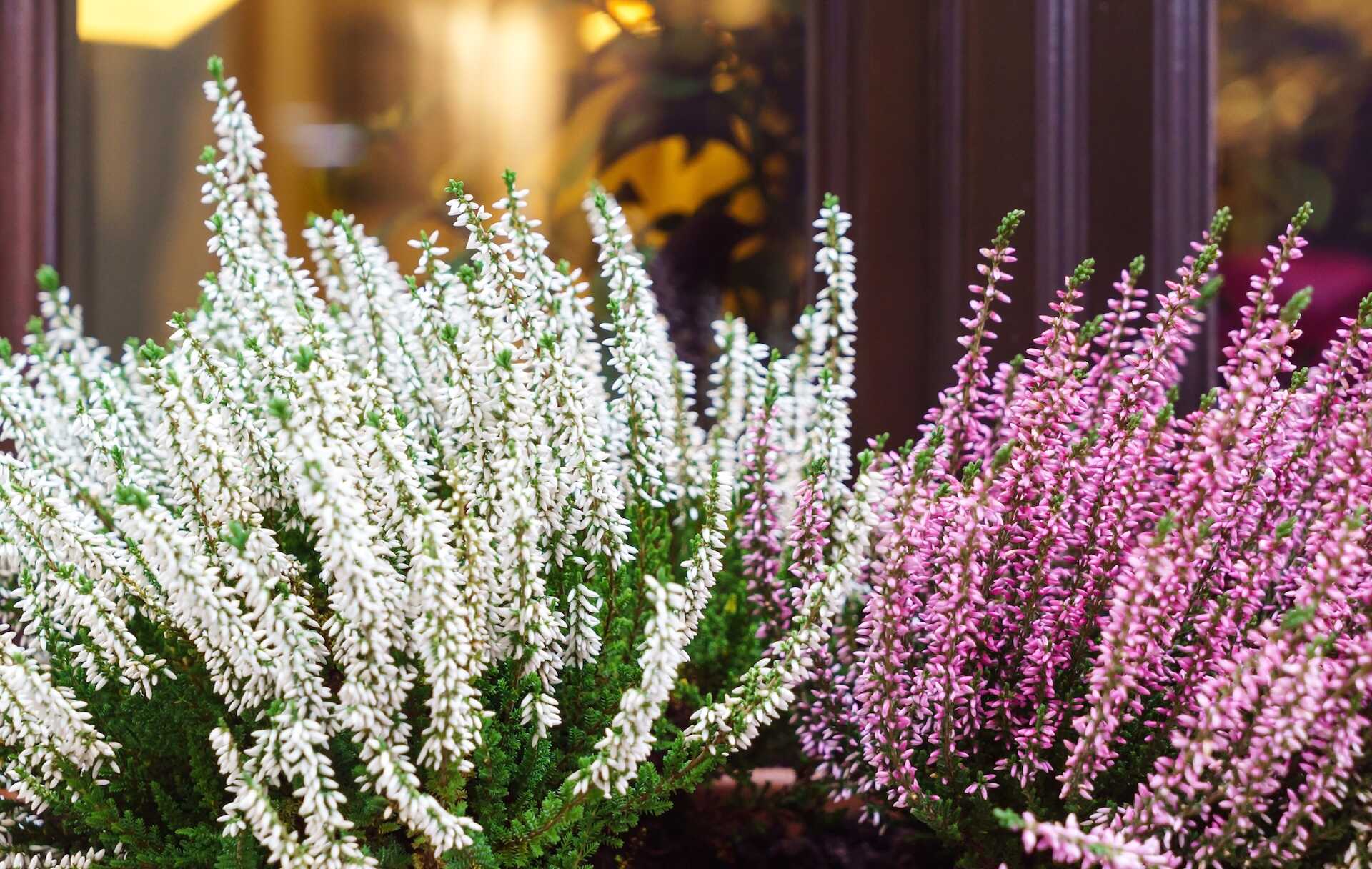 Wrzosy na balkonie – wybór, sadzenie, pielęgnacja, zimowanie, kompozycje. Przewodnik