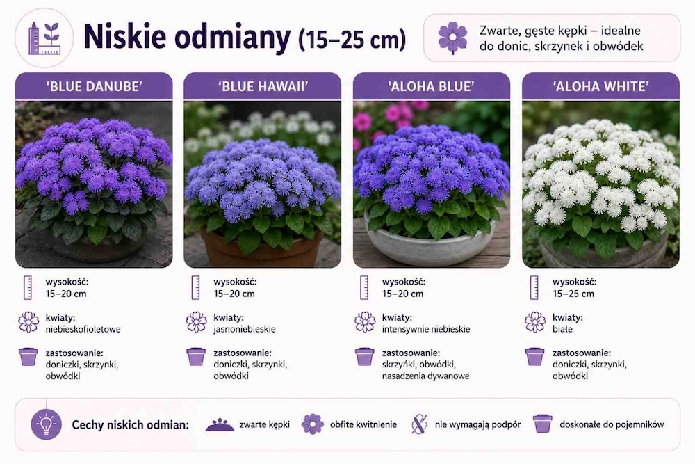 żeniszek meksykański - niska odmiana 
