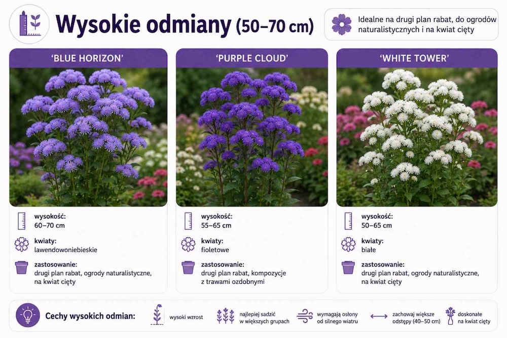 żeniszek meksykański wysoki 