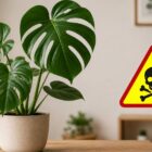 Czy monstera jest trująca? Odpowiadamy!
