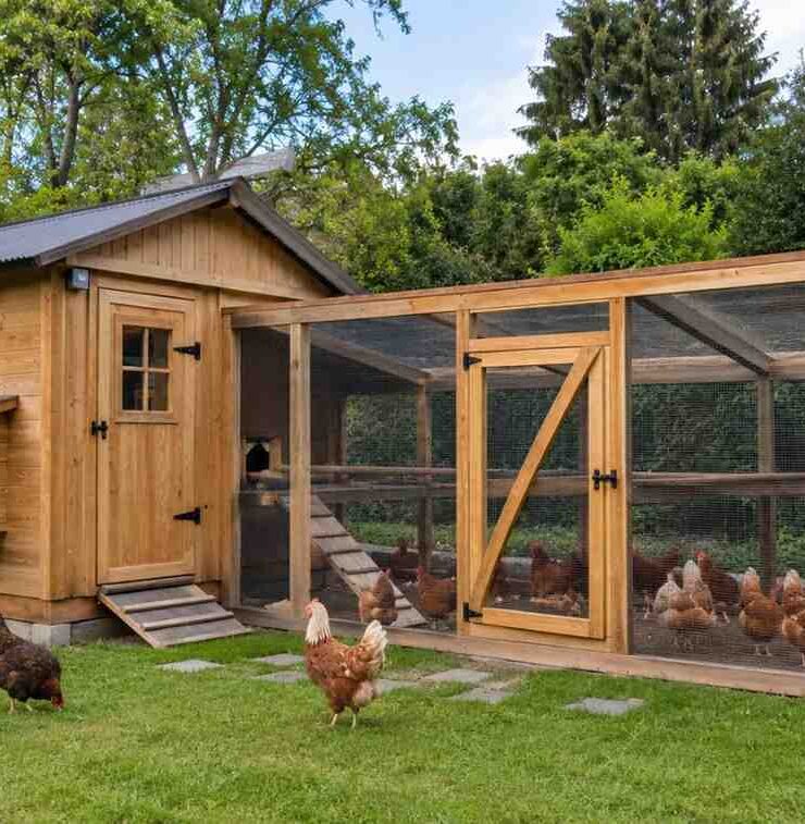 Kurnik na 30 kur – projekt i budowa krok po kroku