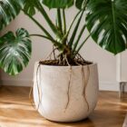 Monstera – korzeń powietrzny. Obciąć czy zostawić? Odpowiedź!