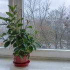 Sundaville – zimowanie, przycinanie. Przewodnik pielęgnacyjny