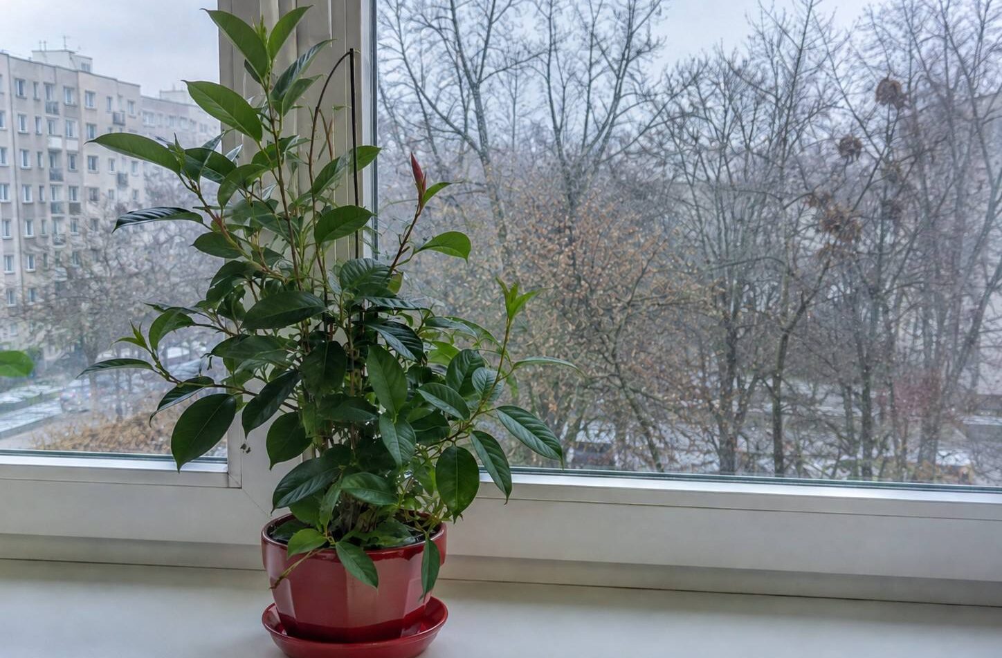 Sundaville – zimowanie, przycinanie. Przewodnik pielęgnacyjny