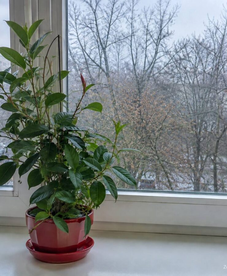 Sundaville – zimowanie, przycinanie. Przewodnik pielęgnacyjny