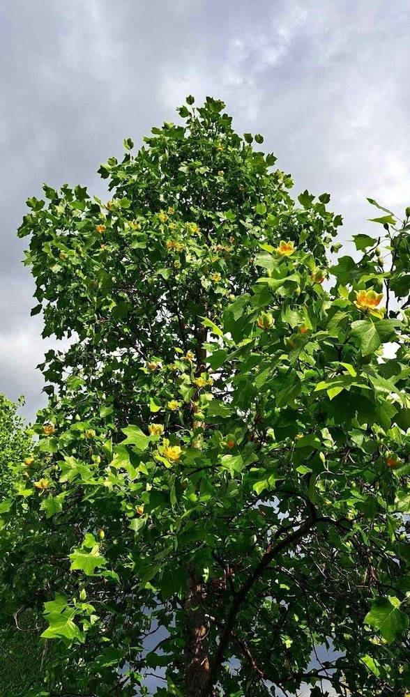 wysoki tulipanowiec z kwiatami 