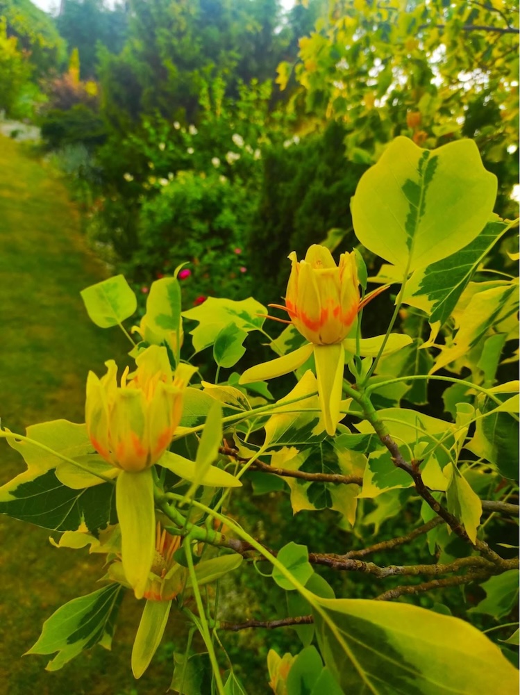 tulipanowiec po 10 latach - kwiaty 